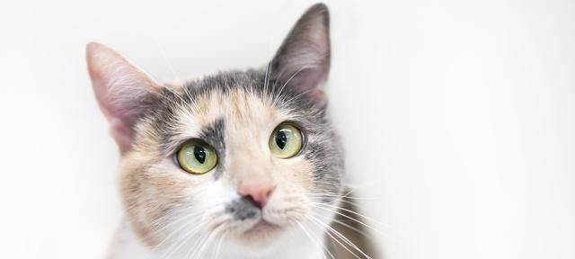  『猫咪皮毛』三花猫几乎都是母猫，这是都市传说，还是真实存在的现象呢