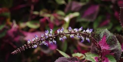 「调节」养花种草调节性情,又修身养性,别一不小心养了带毒的花!