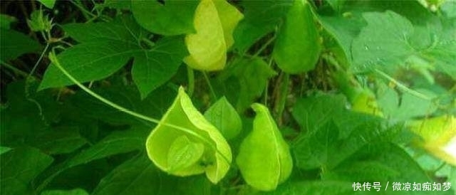  「营养」这植物叫“木鳖子”，种子有毒但果肉营养丰富，可惜越来越少见了！