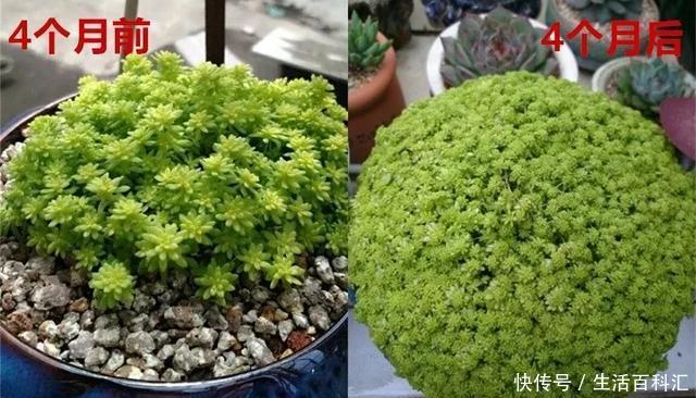 「单头」养花技巧:多肉爆盆的4个绝招,单头变多头,一棵变满盆