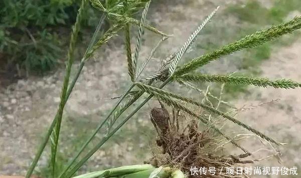  [牲畜]农村一种拔不动的害草，牲畜最爱吃，如今价值不菲有人抢