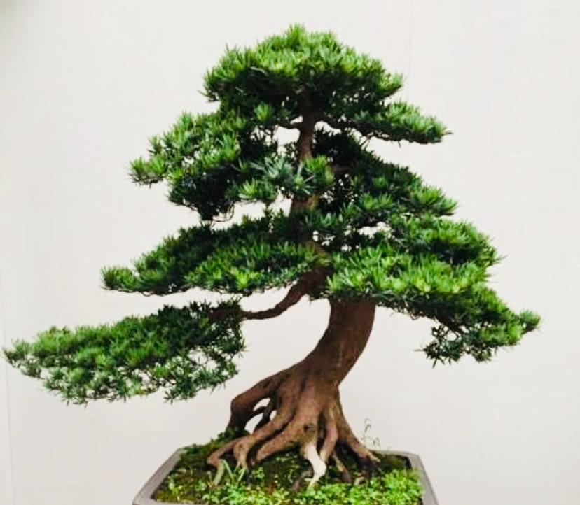 盆景欣赏：盆景塑造讲究师法自然 因势造型才能塑造佳景