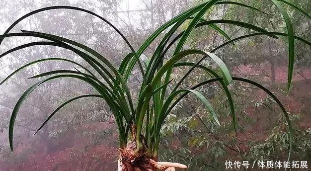 『串串』兰花换盆如果发现这些串串,不要手软,赶快剪切下来!