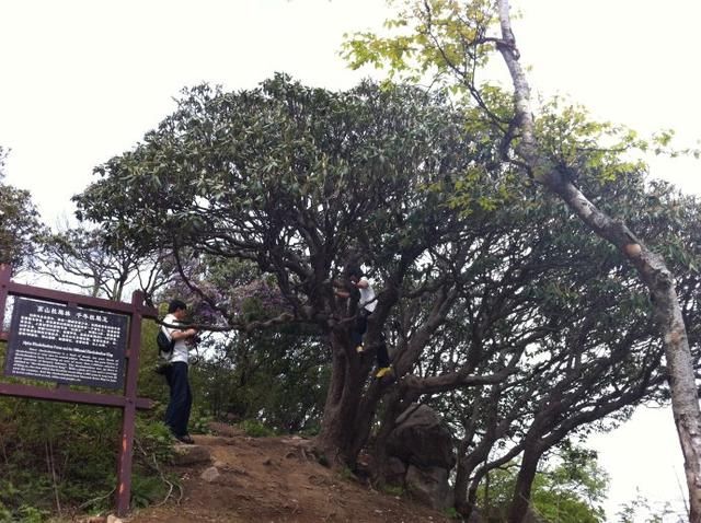 河南这个地方看日出绝对媲美泰山，云雾似天外之云，犹如人间仙境