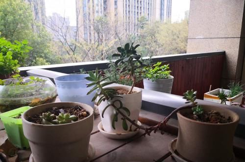  #泡水#这10种花，能泡水喝，又自带香味，还能煲粥做菜，你家阳台有几种