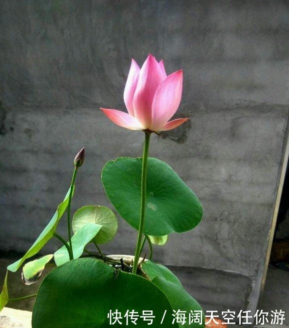  [停止]经常外出，不如选择“4种植物”，停止浇水1个月，还能生长很健康