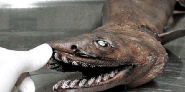 他缓慢而有力的往里挺送