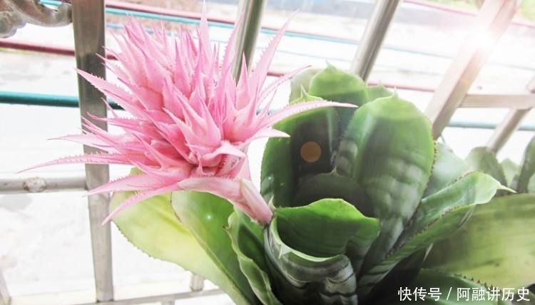 『家里』在家里养3种“健康花”,净化空气又杀菌,祛除异味助睡眠