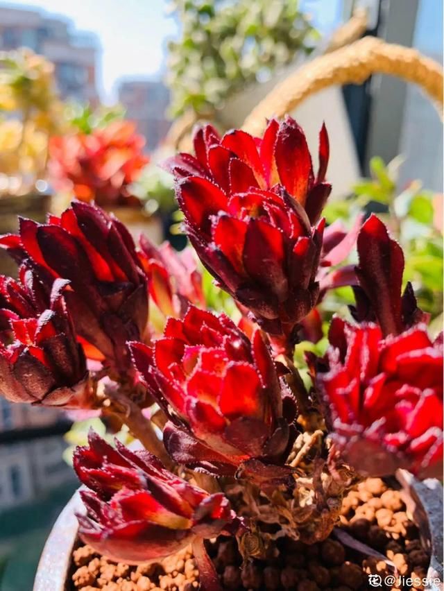 放在光照好的地方多■20种花,春天最爱疯长,爬满墙、爆开花,疯狂刹不住闸!