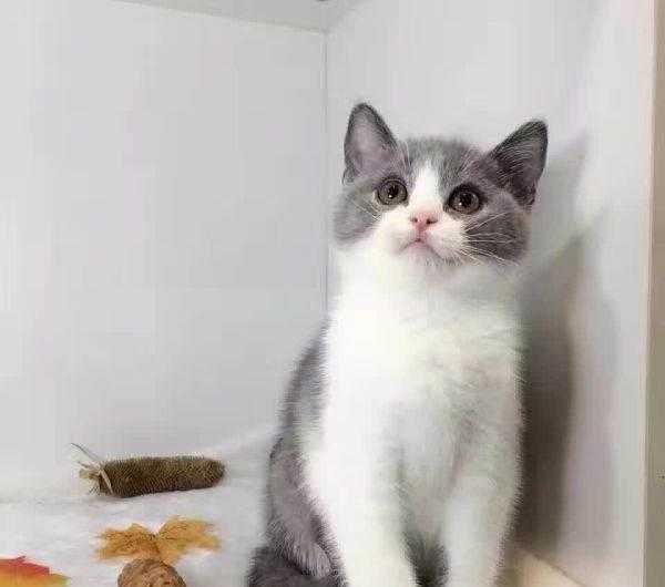 辟谣：这些关于养猫的五条传言，你相信了几条