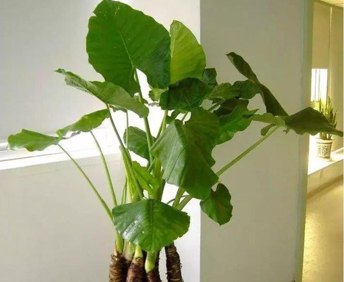 『扦插』最适合春天养的植物,花开一茬又一茬,开花多又漂亮!