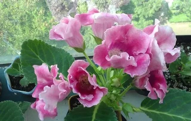  「种喜」3种喜阴花，放在北阳台，少晒太阳，少管它，清清爽爽开满花