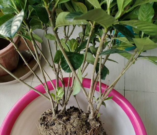  『移栽栀子花』养栀子花，一是浇水二是换盆，这两点做好，叶片绿油油，花苞长满