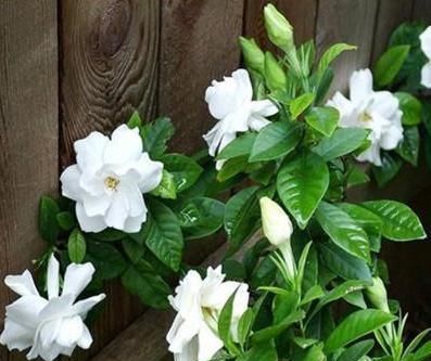  『秘密』栀子花、蟹爪兰开花不断的秘密“一种肥水”10天喷一次，全搞定