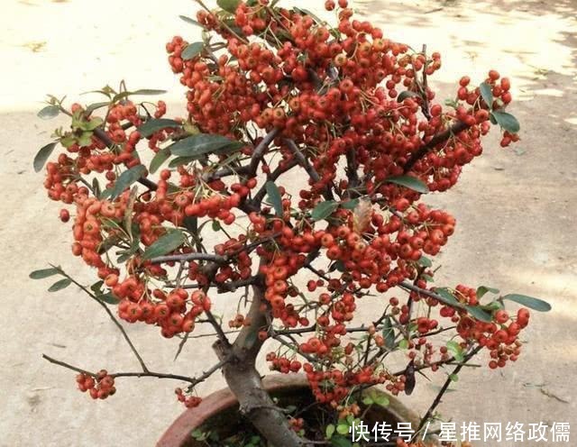  寓意■2种盆景树“名贵”，有“聚财树”的美誉，放阳台养护，寓意好！