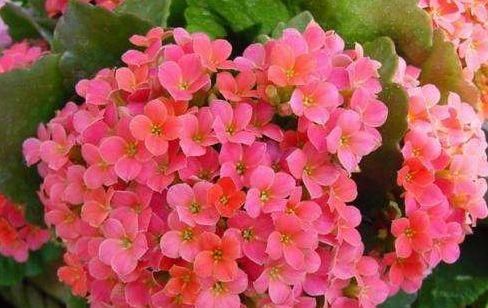 『托桂』喜欢玫瑰,不如养盆“珍品名菊”银盘托桂,清新淡雅,温情蜜意!