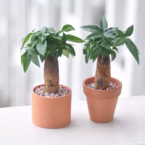 「发财树」8种四季常绿的植物,出差一个月回来还长得很好