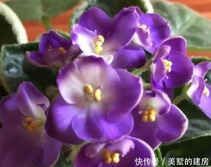 『家里』喜欢在家里养花,就养3种花,开花优美形似蝶,清香宜人香满屋