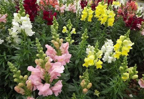  [室内]此花花量大，开花成序状，花色丰富多样，可以室内盆栽养护
