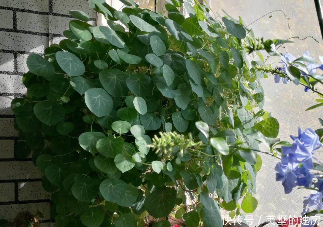 水培巴西木■2种花,长叶子之前像块烂木头,没想到半年叶子爬满墙