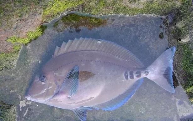  「东山叫红」46种海钓常见的鲷类鱼，最后一种高价的鱼原来也是鲷鱼，才知道