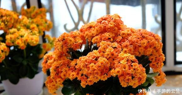  #懒人#阳台养几盆“懒人”花，个个花枝招展，一个月不浇水，也能猛开花