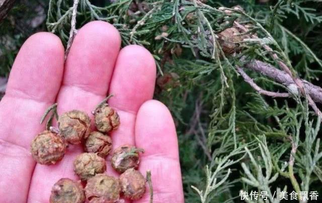 野外常见的柏树果，过去农民不重视，如今用途不容小觑