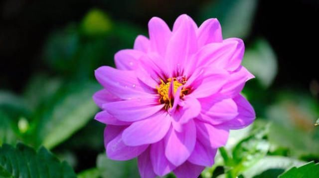 「角落」3种要“穷养”的花,扔在角落不用管,30天后自己开花,抓人眼球
