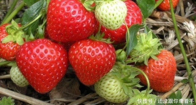  [水果]这4种水果盆栽，随手种一棵就能爆盆，每天都可以吃免费水果！