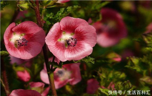 『花园』夏天养花就养此3种,好养易活开花漂亮,夏天也能养出小花园