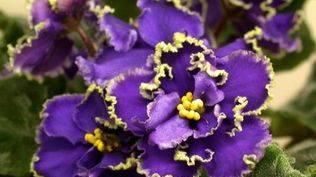 「植株」种出又大又好看的紫罗兰的方法收藏好了