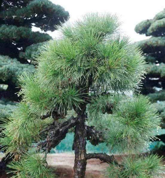 岁寒三友，一组松树盆景佳作欣赏