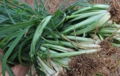  「药用价值」麦地里的一种恶草，城里人看中的是它的药用价值！