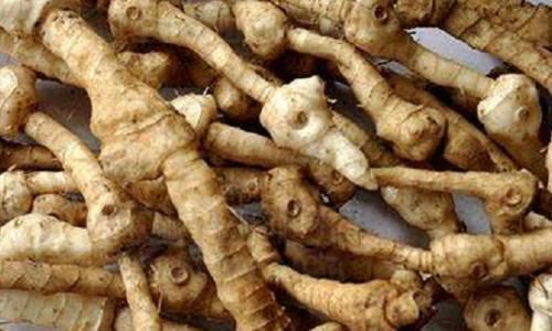  #黄精#过去野外常见的一种植物，如今浑身是宝，不少农民靠种植