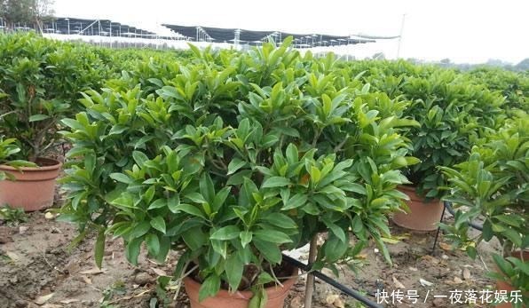  『小区』这些植物几十年不开花，一开花全小区都来参观，你见过没