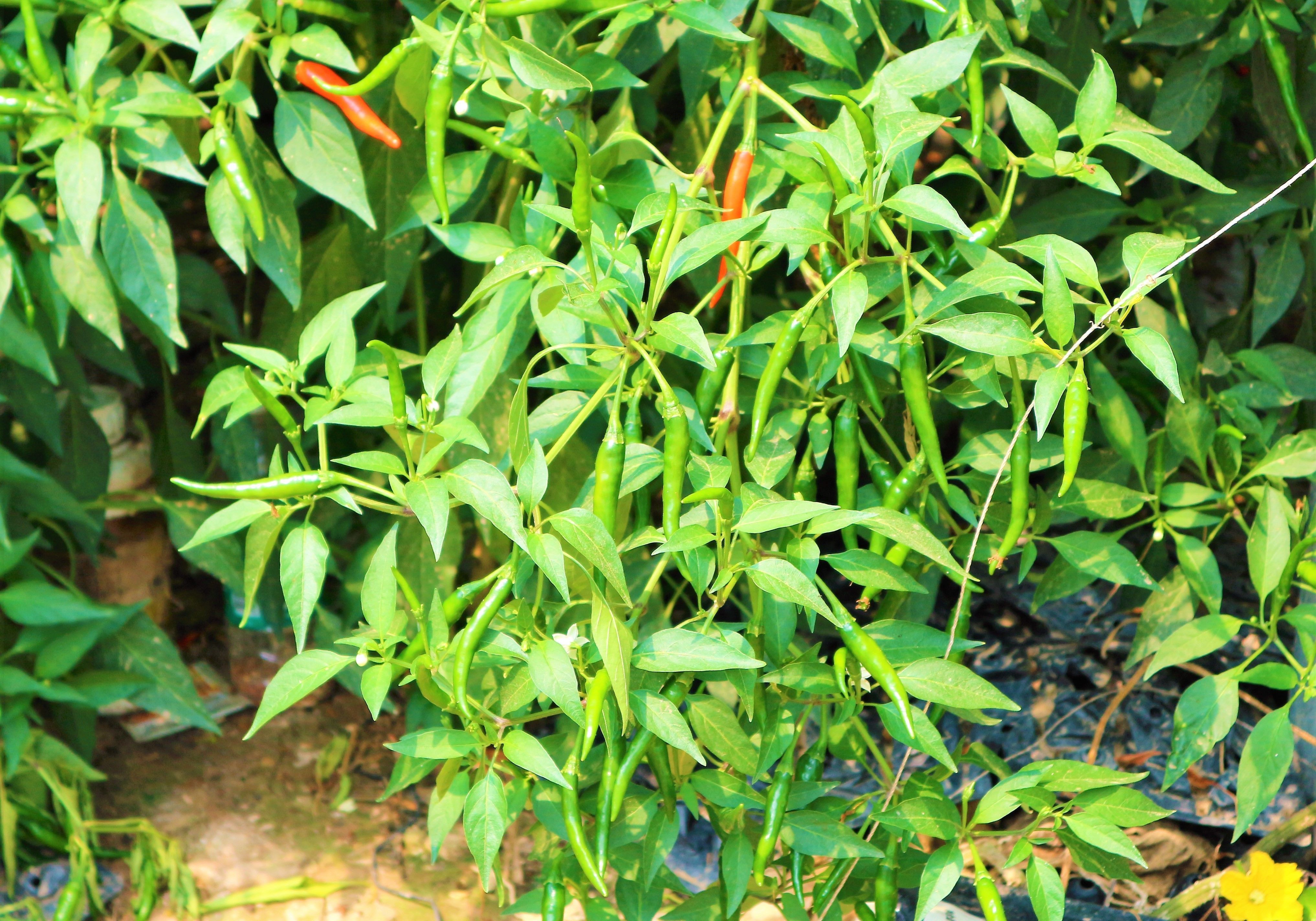 农民种植一种辣椒，3亩净赚60000元，被当地农民称为“摇钱树”