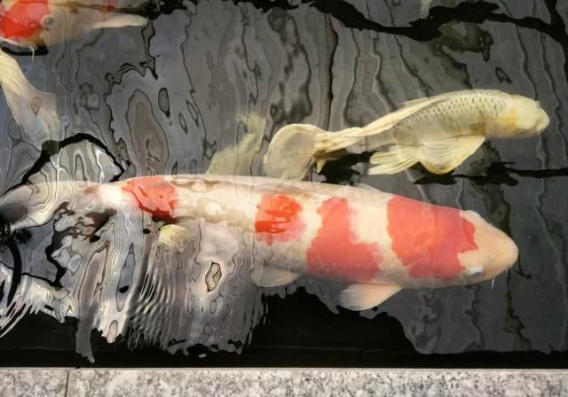  #情感#《法证4》将要进行与陈炜情感戏，谭俊彦表露：会被数次回绝