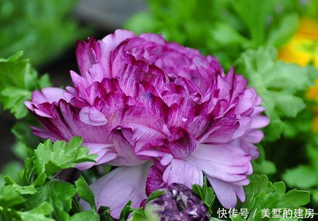 家里■这些美的动人心弦的植物,究竟有毒吗?家里可以种吗