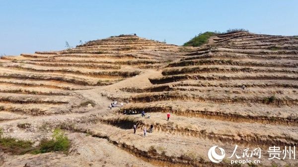 增绿:金沙县禹谟镇同心村:千亩荒山变茶园 乡村增绿又增收