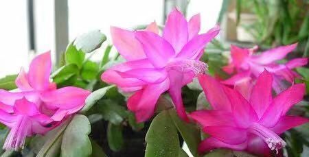  假昙花的花■如何区别蟹爪兰，假昙花和叶仙这三种绿植盆栽？