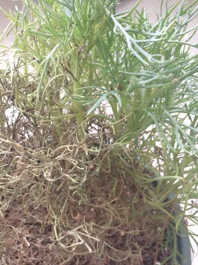  开花|玛格丽特“大片”黄叶枯枝，3个原因要知道，秋天才能开花