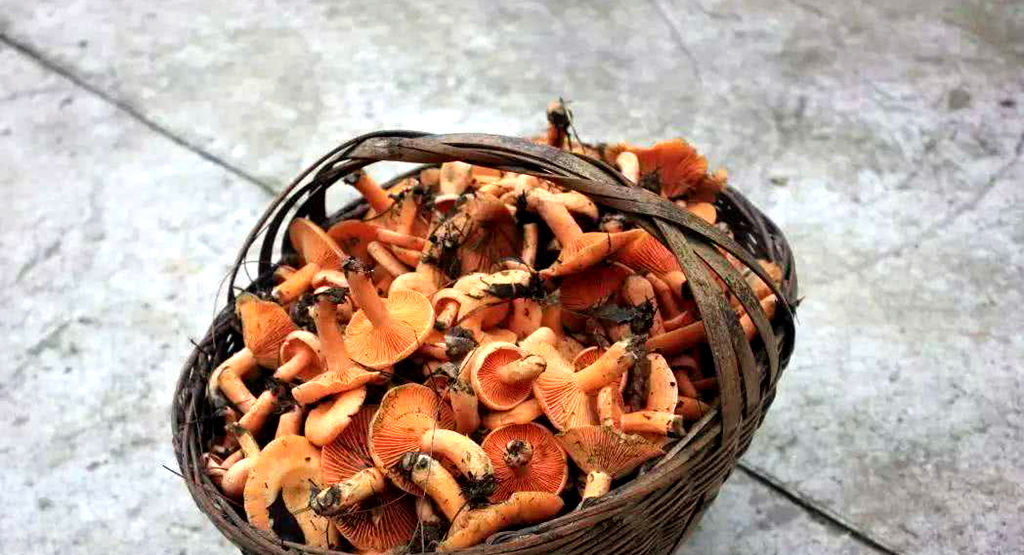  [种植]一种野生蘑菇，味道鲜美，营养价值高，无法人工种植，你