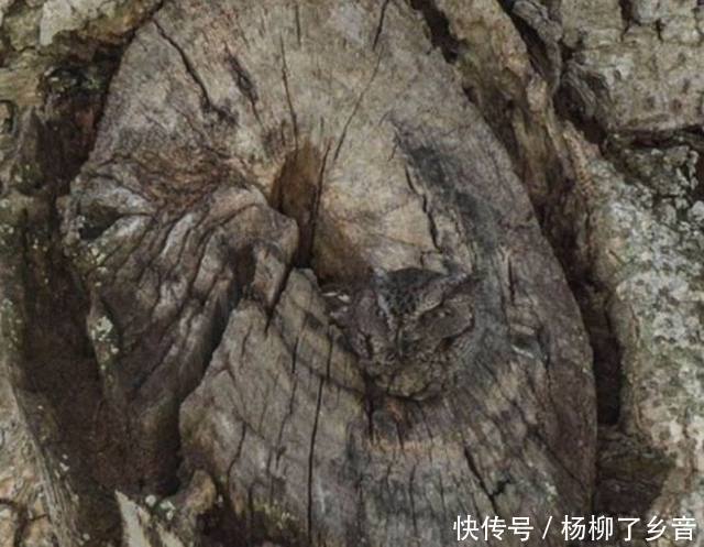 旅游随便拍的照片,回家一看魂都差点吓没了,树里居然有活物!