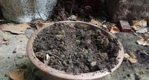  【扦插】如何扦插四季海棠简单成活率高？4步操作，让它开花勤、不徒长