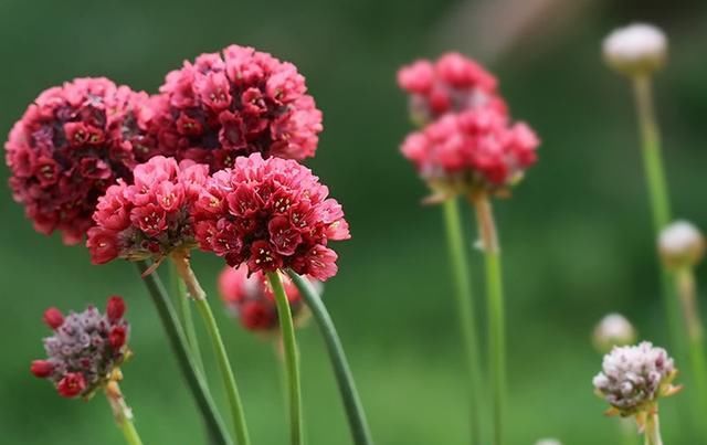  『海石竹浇水』美如桃花钗的海石竹,可以连续开花几个月,浇水要注意两个问题