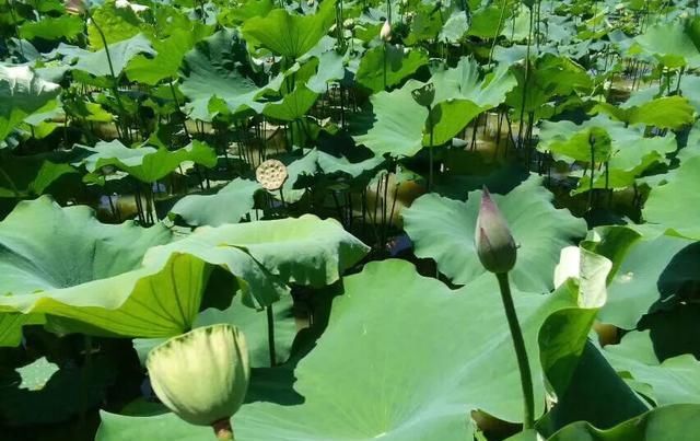  院内：院内水池下雨天为什么总死魚？
