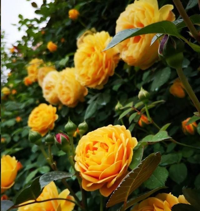  [发芽]月季花发芽长叶后不久就死了?教你一招避免“假活”!~