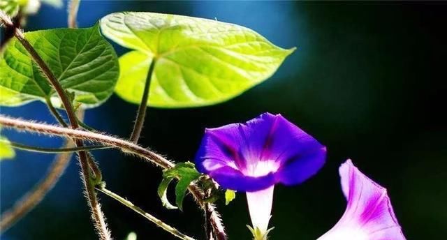 『耐晒』夏天到了,养1棵这个“开花机器”,耐晒生长快,开花不断
