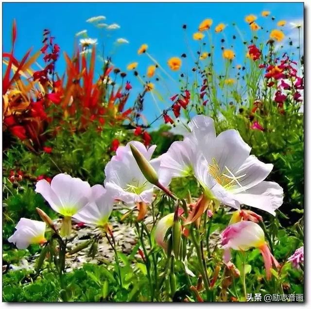 鸟语花香,春满人间