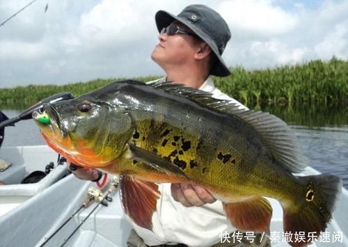  #拼命#以美丽凶悍著称的孔雀鲈，遇见鱼饵拼命追，想钓点别的鱼都困难